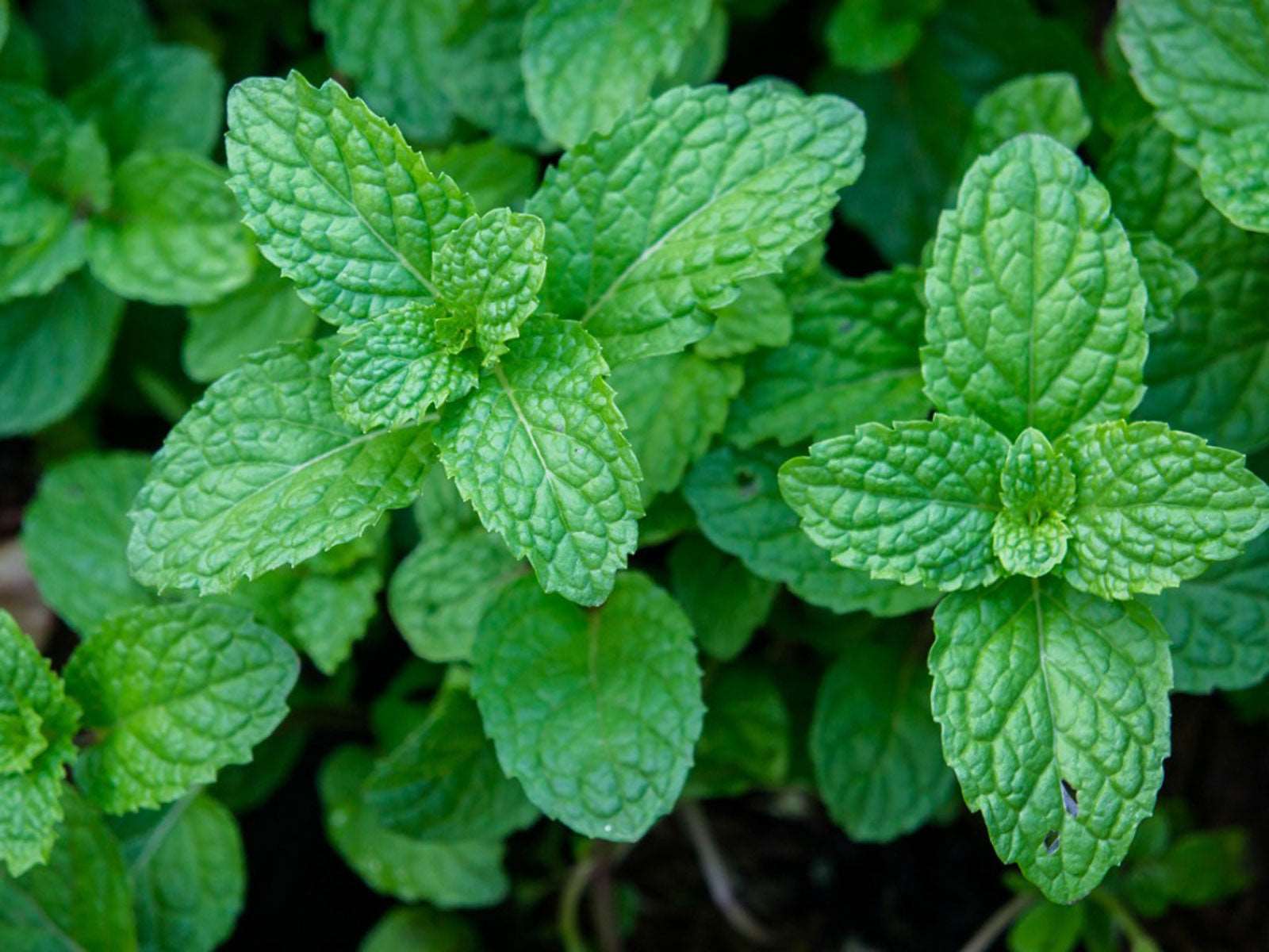 Mint Plant Seeds For Planting - Fresh Green Mentha Variety Vegetable Seeds