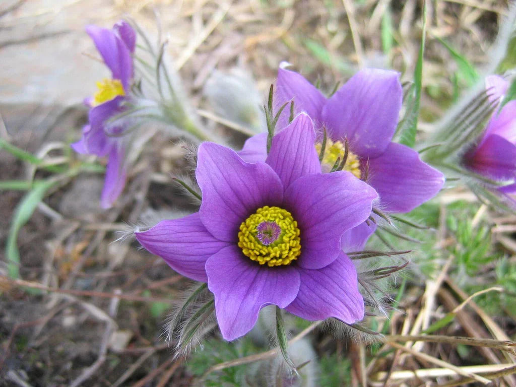 Perennial Light Violet Anemone Flowers for Borders