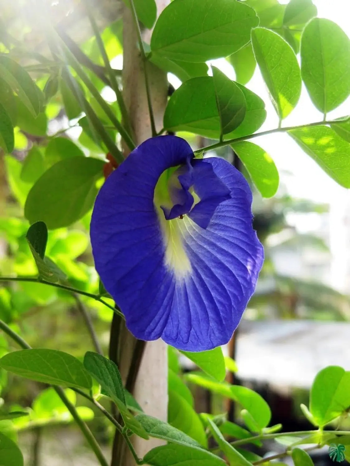 Clitoria Flower seeds for Planting - Seasonal Bloomer, Heirloom & GMO Free Seeds for Home Garden