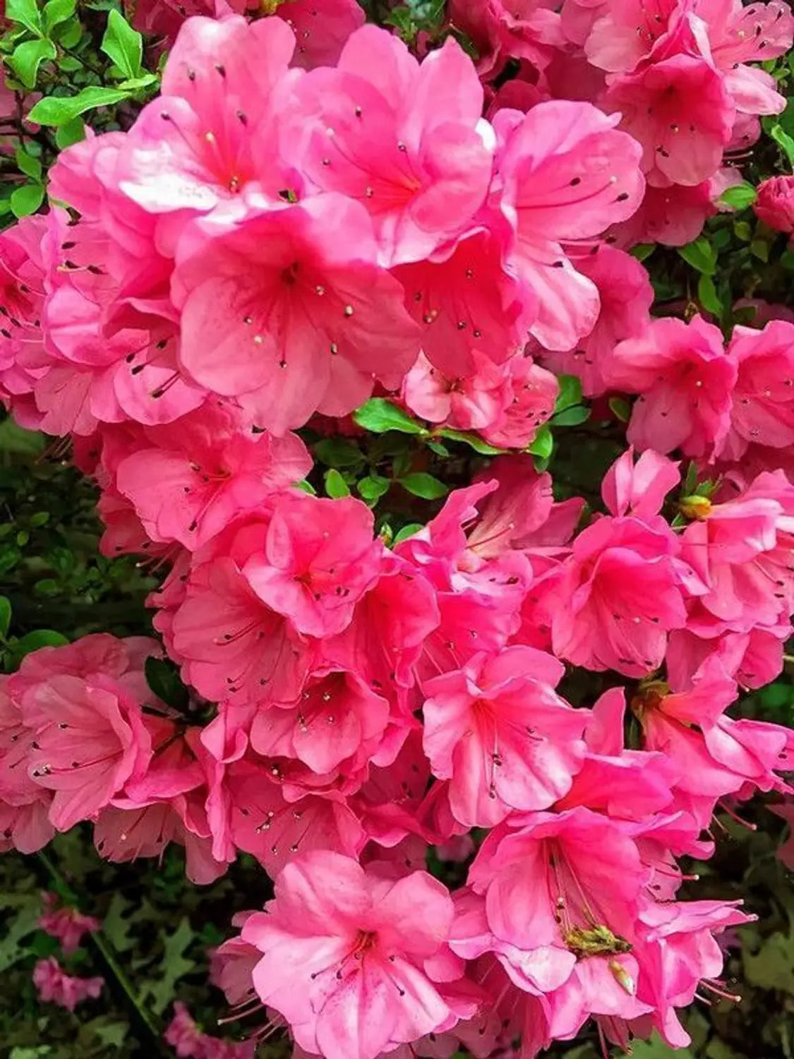 Pink Satsuki Azalea Flower seeds for Planting - Vibrant Colors, Heirloom & GMO Free Seeds for Home Garden