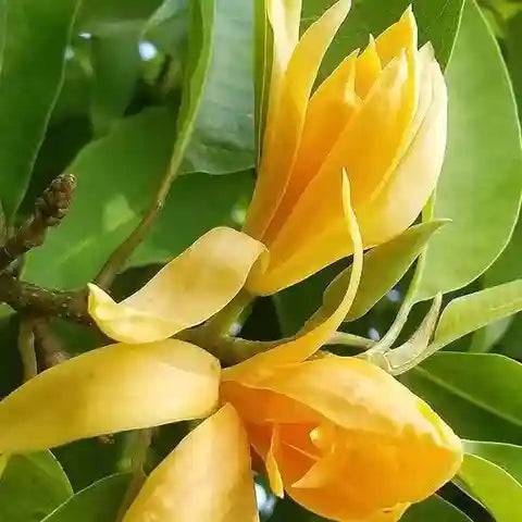 Chempaca Flower seeds for Planting - Fragrant Blossoms, Heirloom & GMO Free Seeds for Home Garden