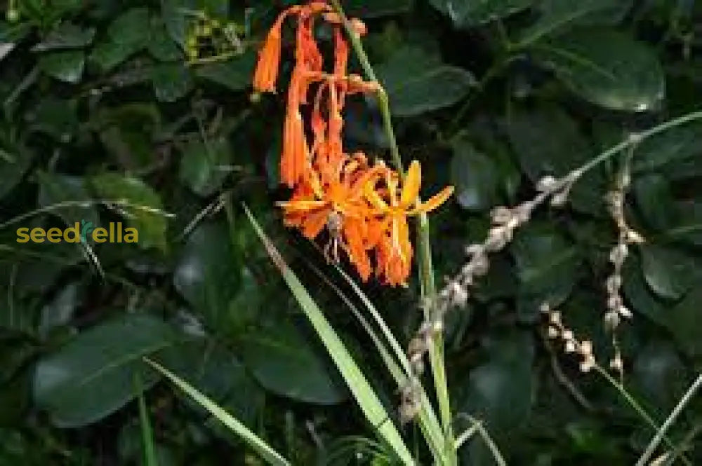 Perennial Orange Crocosmia Aurea Planting Seeds Bright Garden Blooms Plant Seeds