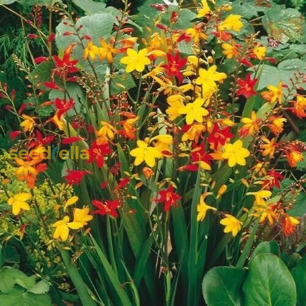Perennial Orange Crocosmia Aurea Planting Seeds Bright Garden Blooms Plant Seeds