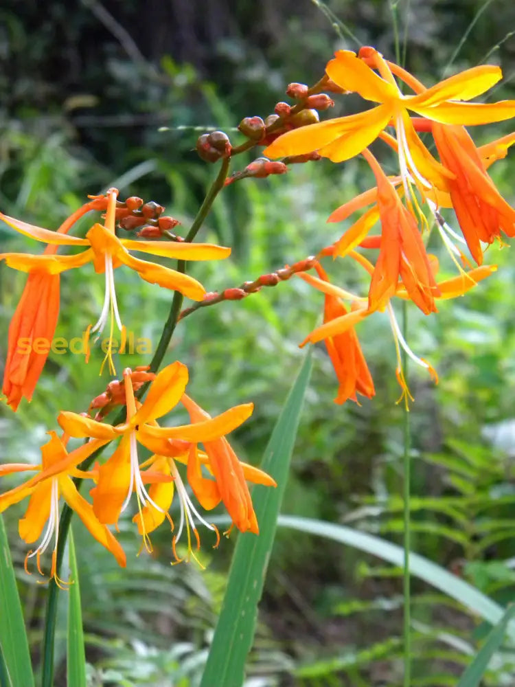 Perennial Orange Crocosmia Aurea Planting Seeds Bright Garden Blooms Plant Seeds