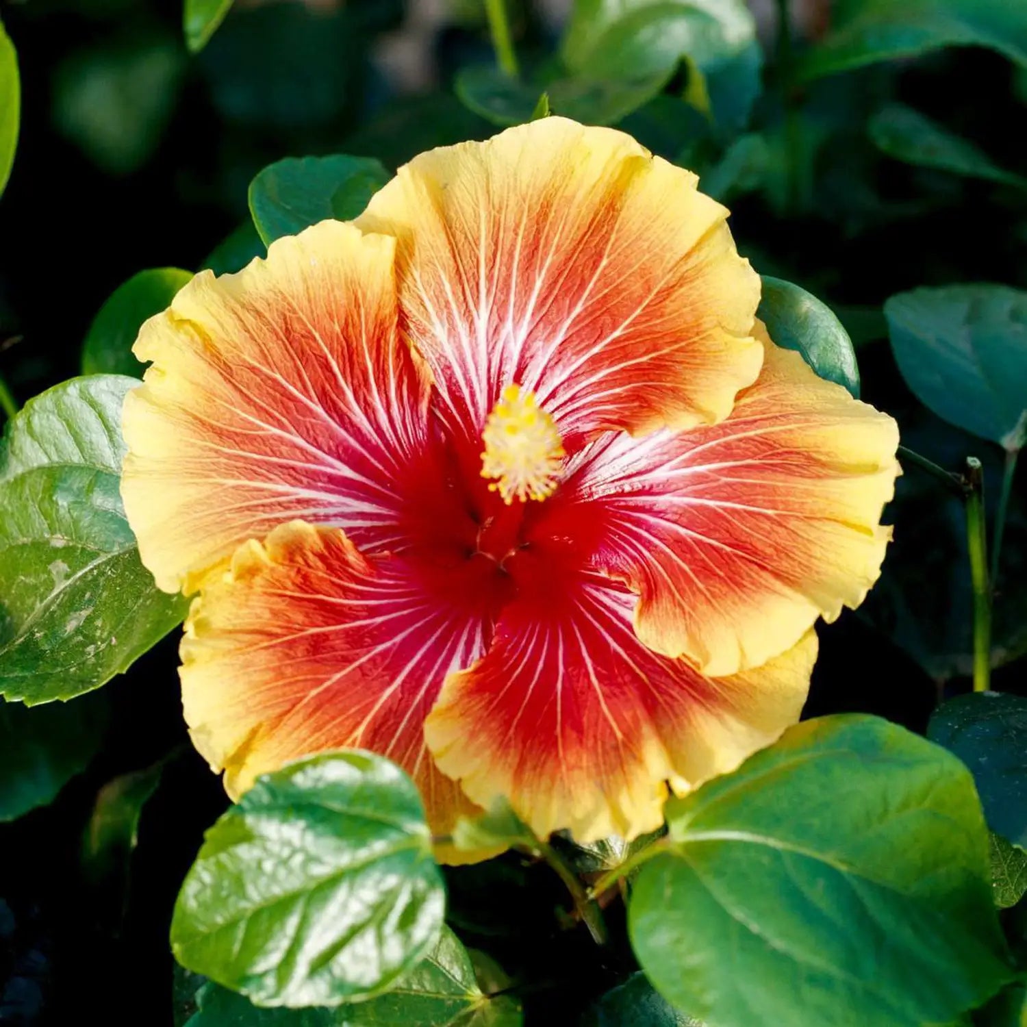 Double Pink Yellow Hibiscus Seeds - Hardy Flower Garden Exotic Perennial Seed for Winter - Full Sun Perennial Flower Seeds - Ideal Garden Seeds for Land Owners and Floral Arrangers - Evergrowseeds