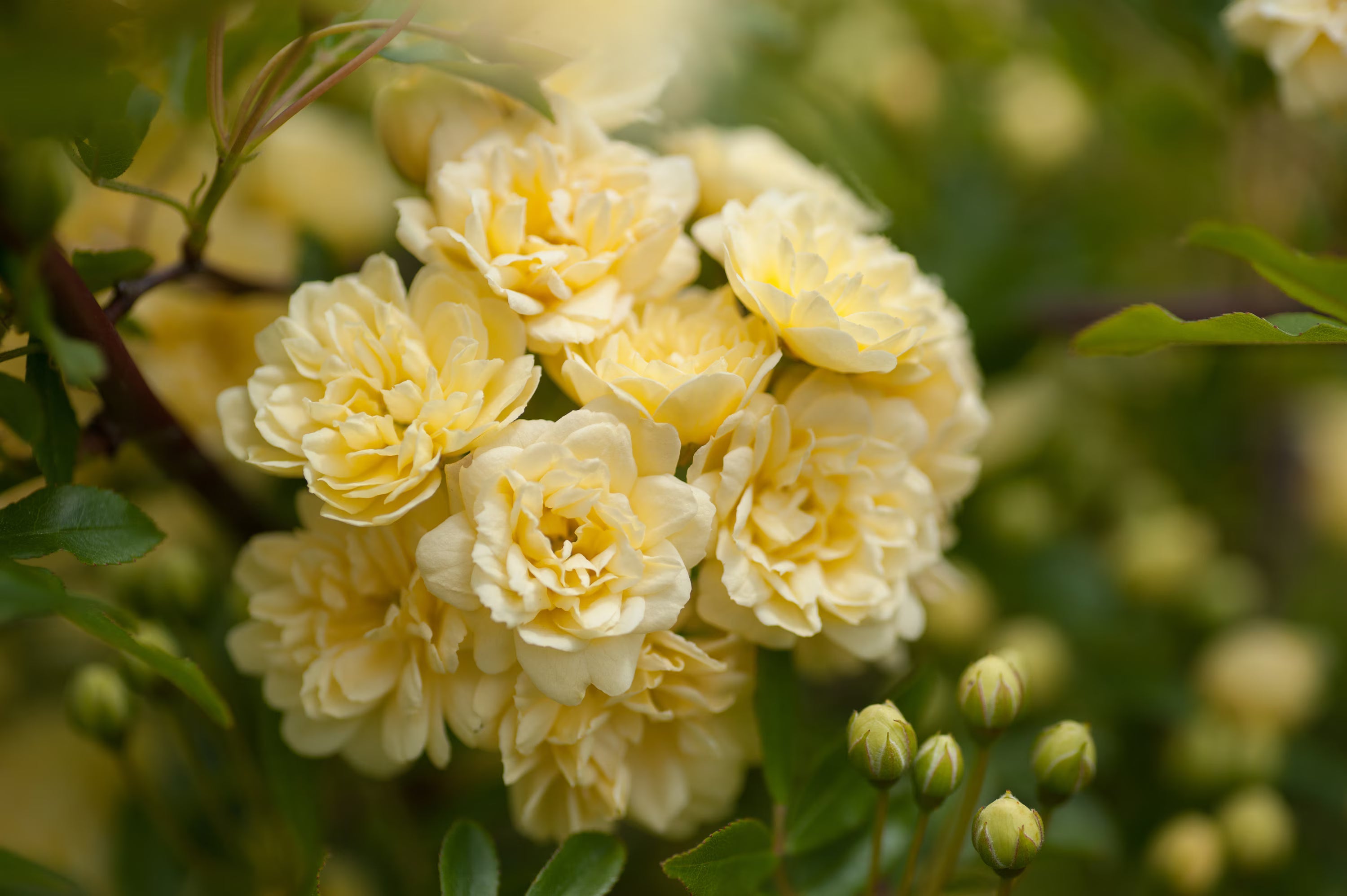 Rosa Banksiae Roses on Pergola