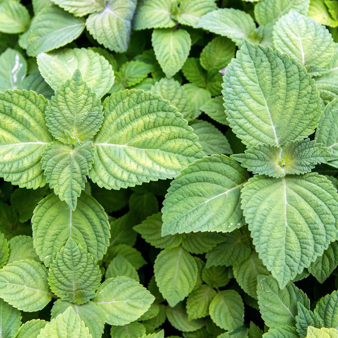 Perilla Seeds for Vegetable Garden Planting