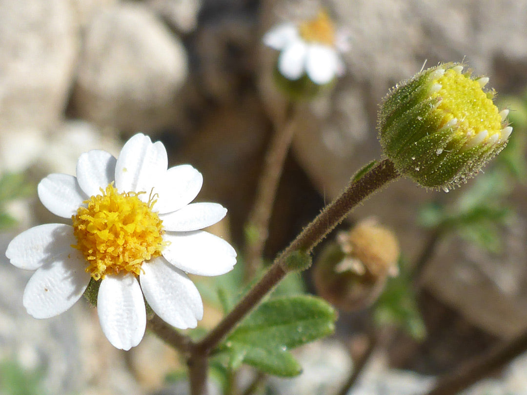 Anacyclus Pyrethrum Flower seeds for Planting - Garden Favorite, Heirloom & GMO Free Seeds for Home Garden