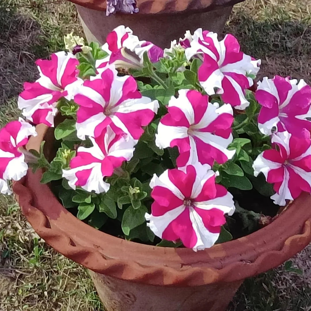 Petunia Pink & White Flower seeds with colorful trailing blooms for hanging baskets, containers, and garden borders