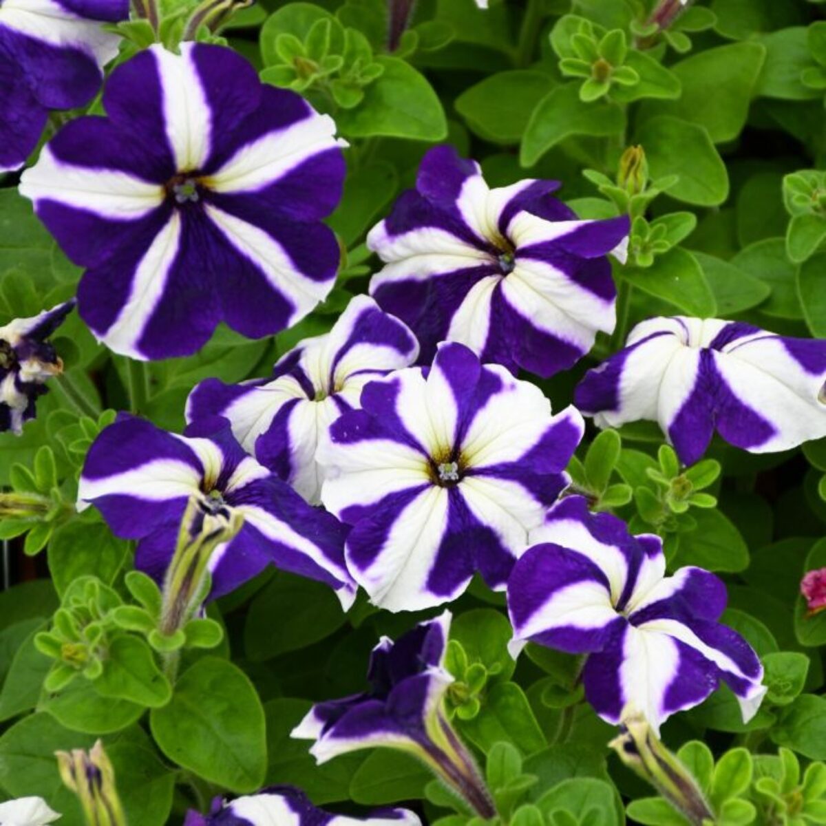 Blue & White Petunia Flower seeds for Planting - Premium Quality, Heirloom & GMO Free Seeds for Home Garden