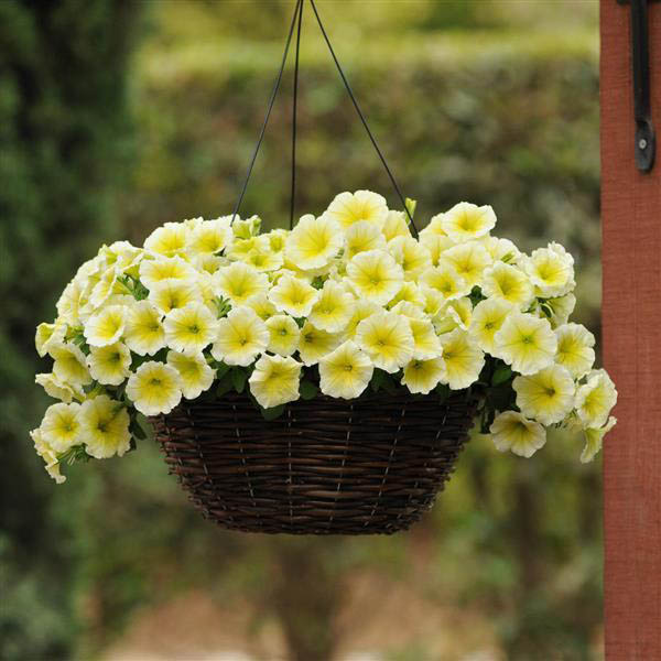 Yellow & White Heirloom Petunia Flower seeds for Planting - Bright Blooms, Heirloom & GMO Free Seeds for Home Garden
