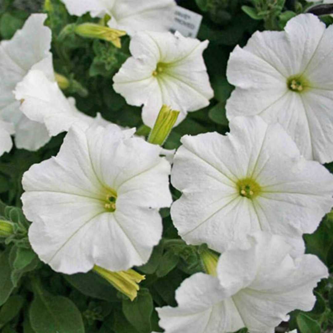 White Petunia Grandiflora Seeds Flower seeds for Planting - Cottage Garden Essential, Heirloom & GMO Free Seeds for Home Garden
Sale for planting in home garden.