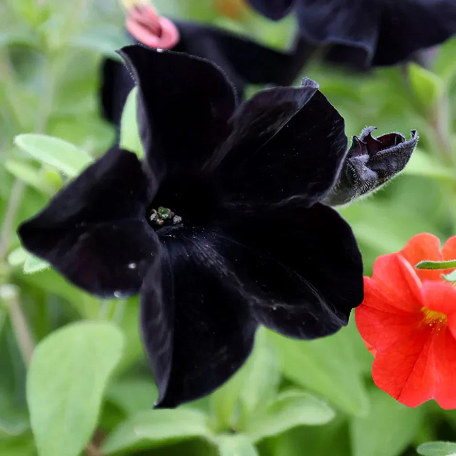 Black Velvet Petunias in Hanging Basket
