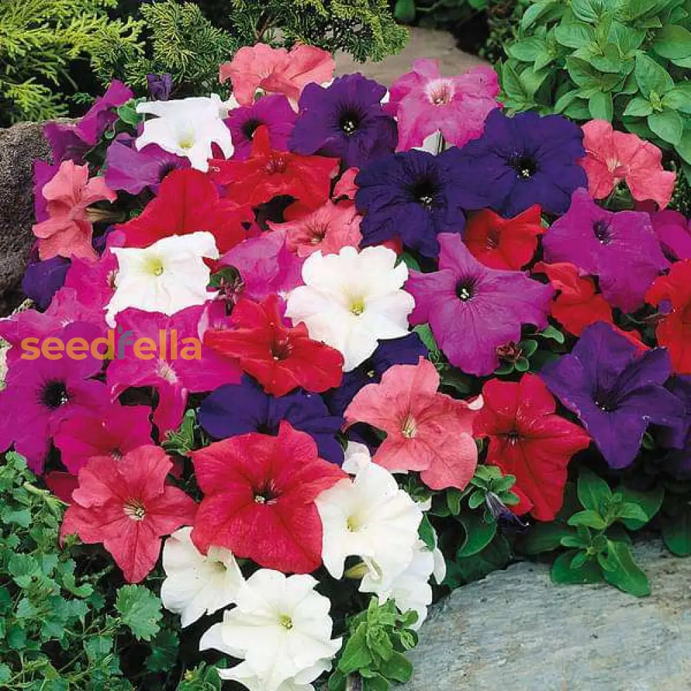 Petunia Mix Seeds For Planting Colorful Annual Flowers Flower