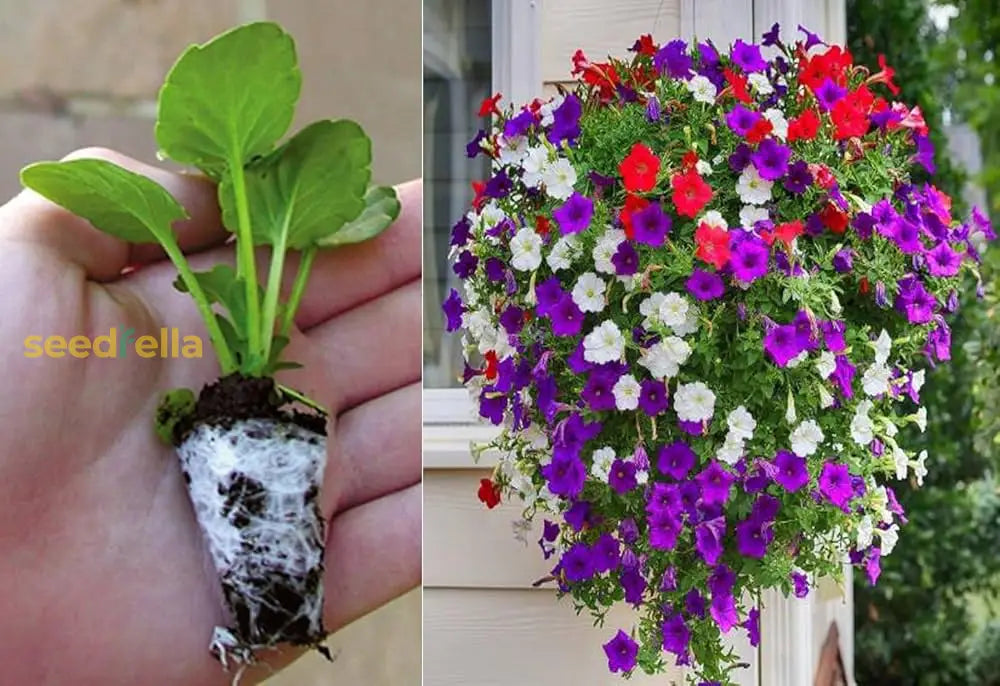 Petunia Mix Seeds For Planting Colorful Annual Flowers Flower