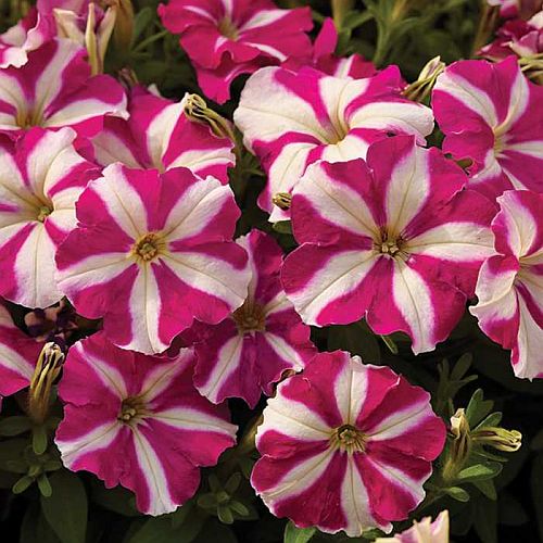 Petunia Carpet Rose Star Seeds for Spreading Rose-Star Petunias