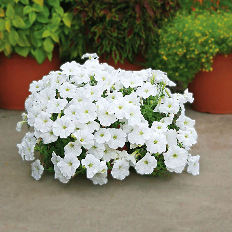 Vibrant White Wave Petunia seeds for long-lasting flowering