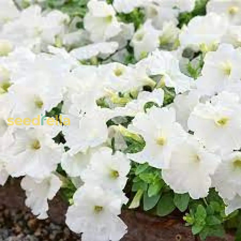 Petunia Wave White Flower Seeds For Planting Perfect Vibrant Gardens