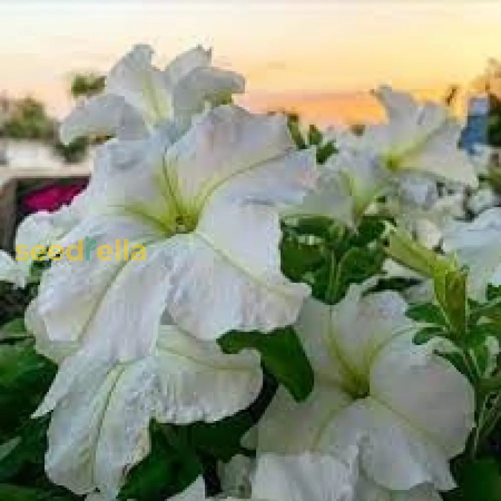 Petunia Wave White Flower Seeds For Planting Perfect Vibrant Gardens