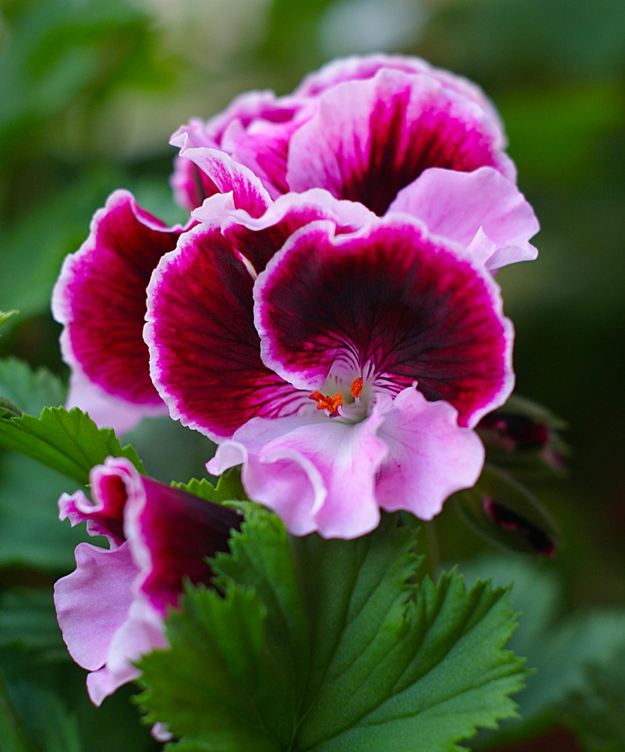 Geranium Flower seeds for Planting - Shade Tolerant, Heirloom & GMO Free Seeds for Home Garden Sa