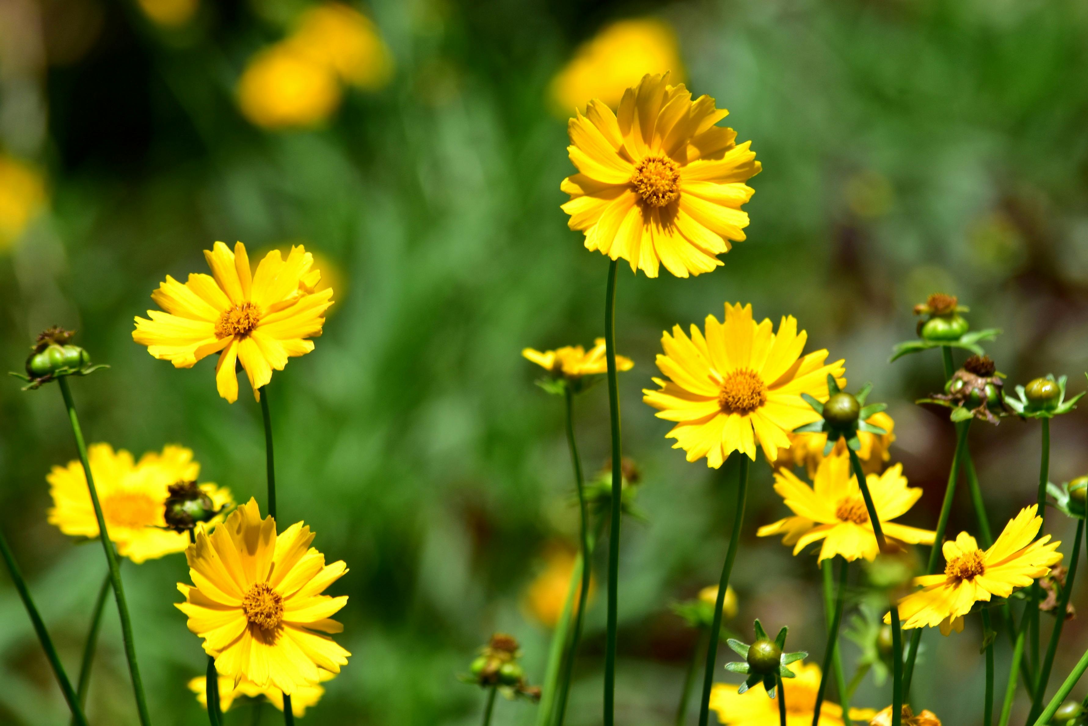 Tickseed Flower seeds for Planting Premium Quality Heirloom & GMO Free Seeds for Home Garden
Sale
