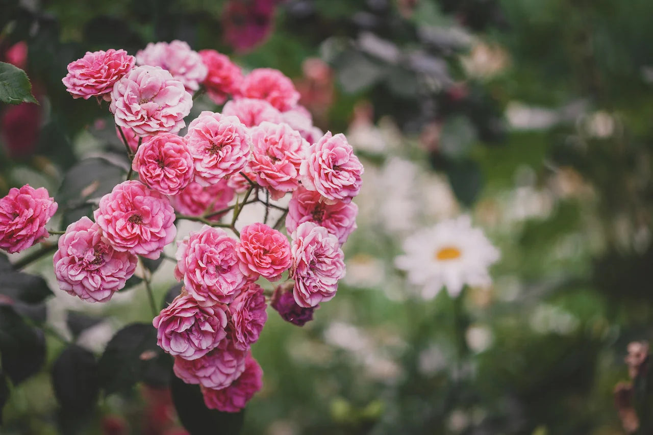 Juliet Flower Planting Seeds for Vibrant Blooms - Perfect for Your Garden - Evergrowseeds
