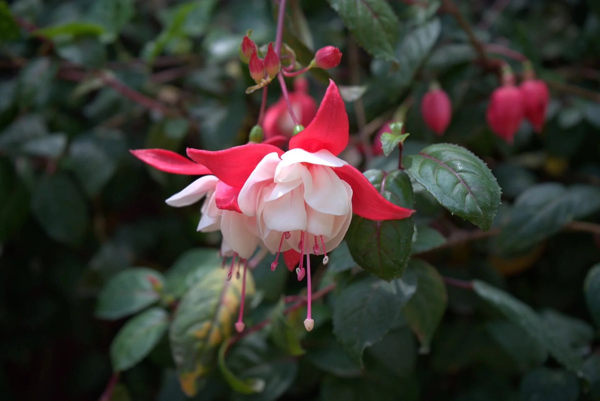 Pink Fuchsia Flower Seeds for Spring Planting - Evergrowseeds