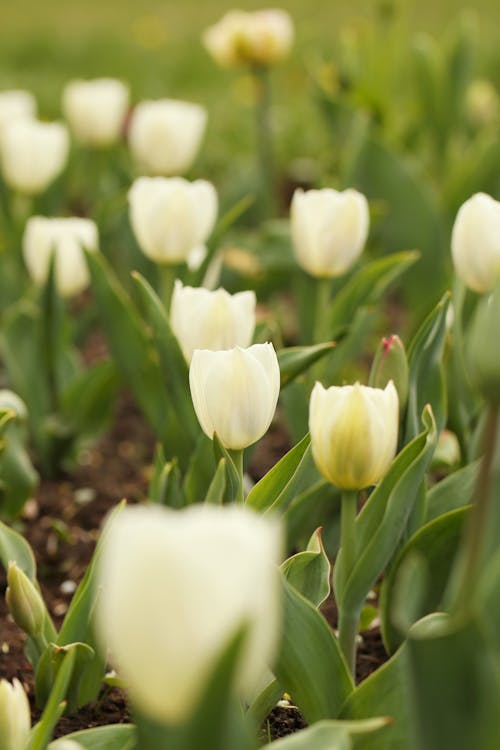 Yellow White Tulip Flower Seeds for Planting