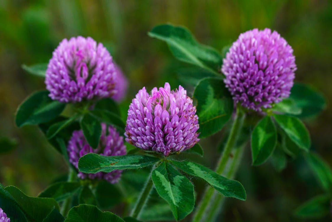 Clover Flower seeds for Planting Sun Loving Heirloom & GMO Free Seeds for Home Garden
Sale for planting in home garden