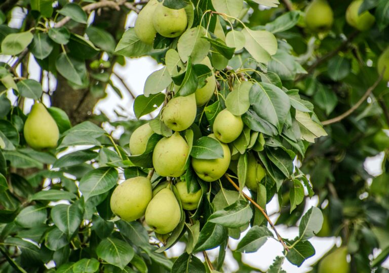 Wild Pear Tree Planting Guide for Fruitful Yields Seed for Sustainable Growth and Garden Enrichment