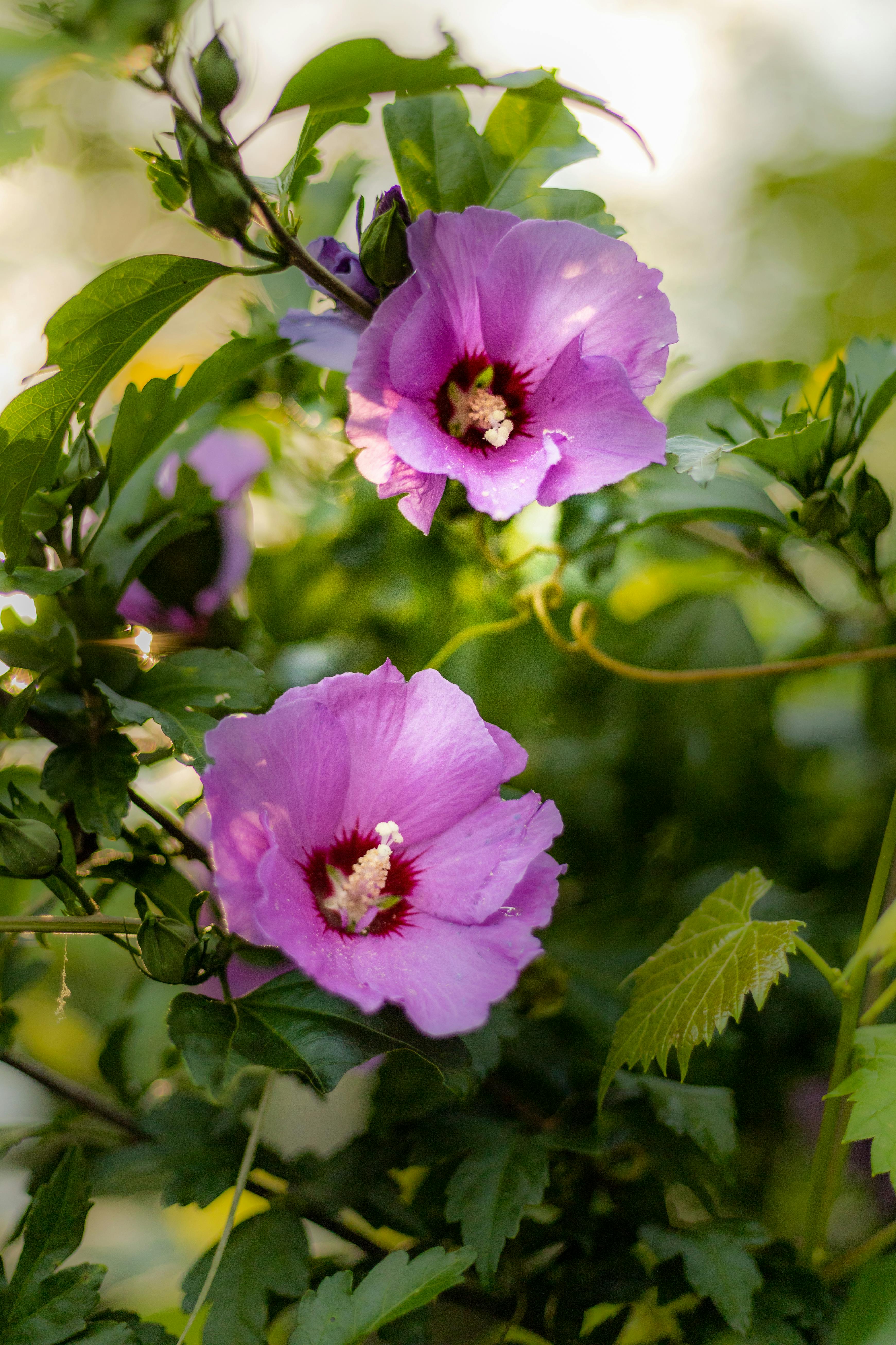Green Purple Hibiscus Flower seeds for Planting - Shade Tolerant, Heirloom & GMO Free Seeds for Home Garden