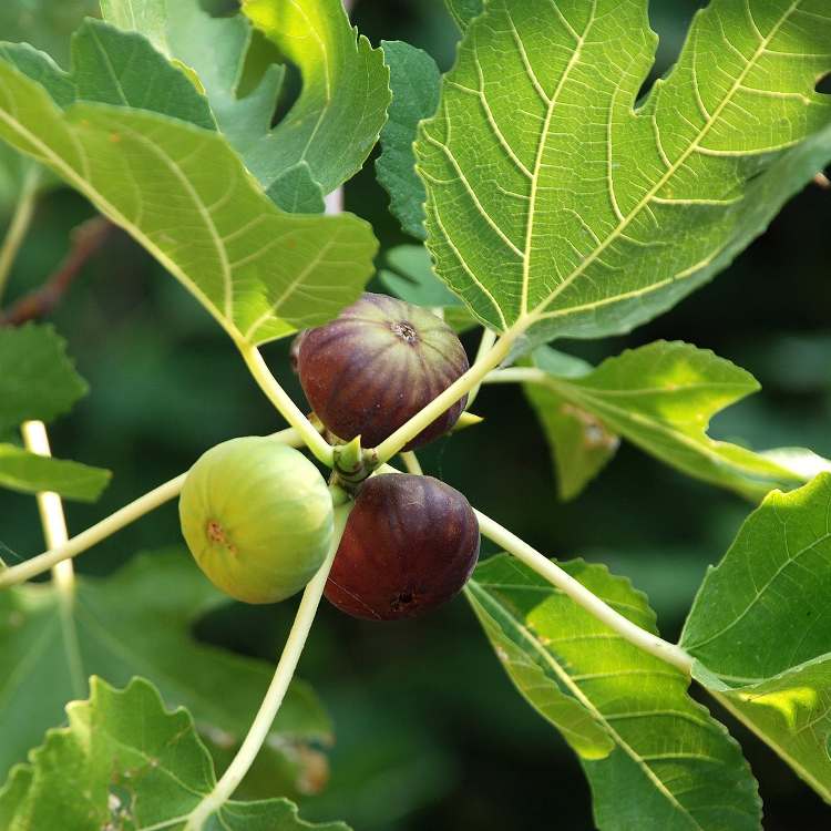 Red Fig Tree Seeds for Planting Seed for Lush, Sweet Harvests in Gardens and Backyards