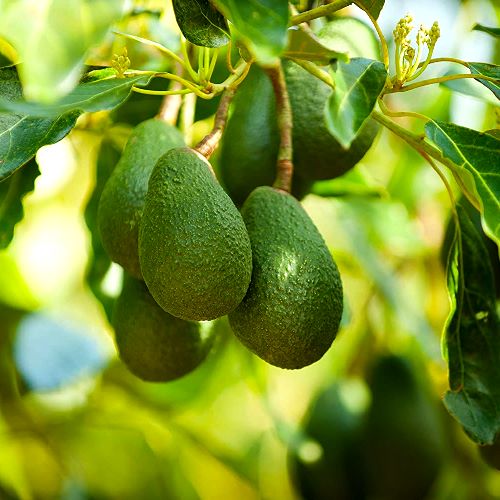 Brown Coldhardy Avocado Seeds for Planting