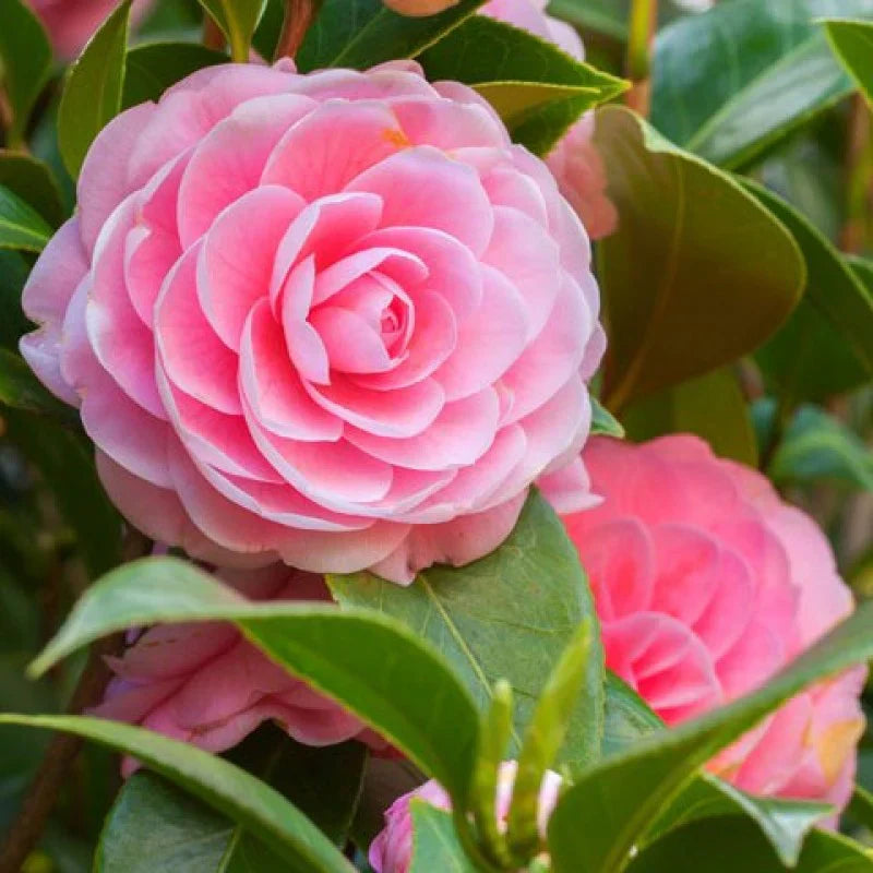 Elegant Camellia Flower Seeds For Planting: Pink & White Blooms Soothing Displays