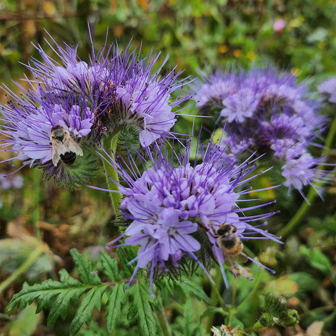 Phacelia Flower seeds blooming in flower beds, containers, borders, and pollinator-friendly gardens