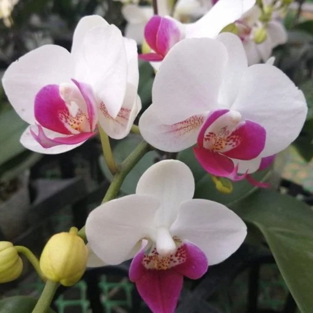 Phalaenopsis White Pink Flower seeds for Planting - Wildflower Mix, Heirloom & GMO Free Seeds for Home Garden Sale