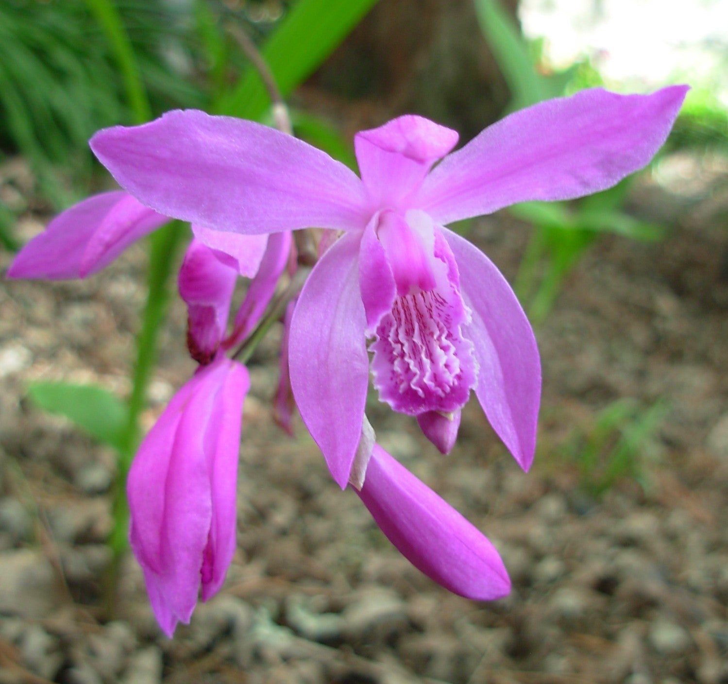 Phalaenopsis Butterfly Orchid Seeds for decorative planting