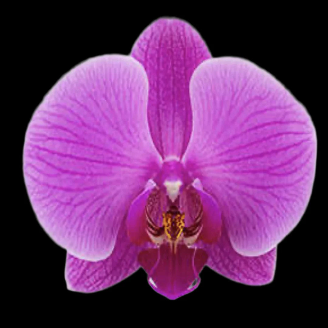 Violet Butterfly Orchid Flower seeds for Planting - Colorful Display, Heirloom & GMO Free Seeds for Home Garden