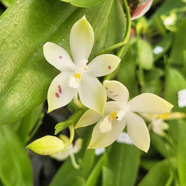Green White Phalaenopsis Flower Seeds for Planting Hardy Variety Heirloom & GMO Free Seeds for Home Garden
Sale