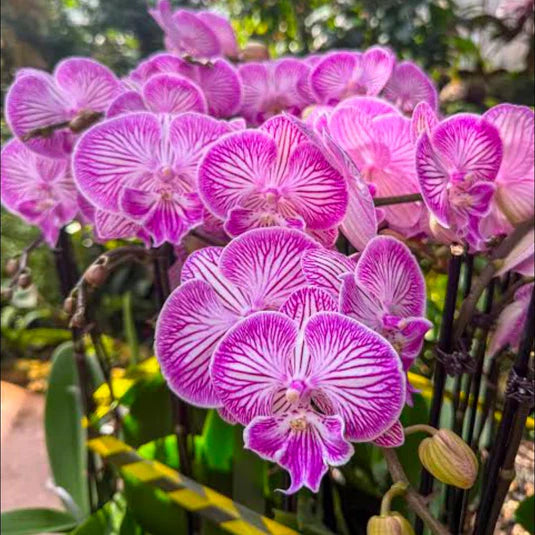 Mixed Phalaenopsis Flower Seeds for Planting - Exotic and Colorful Orchid Varieties for Your Garden