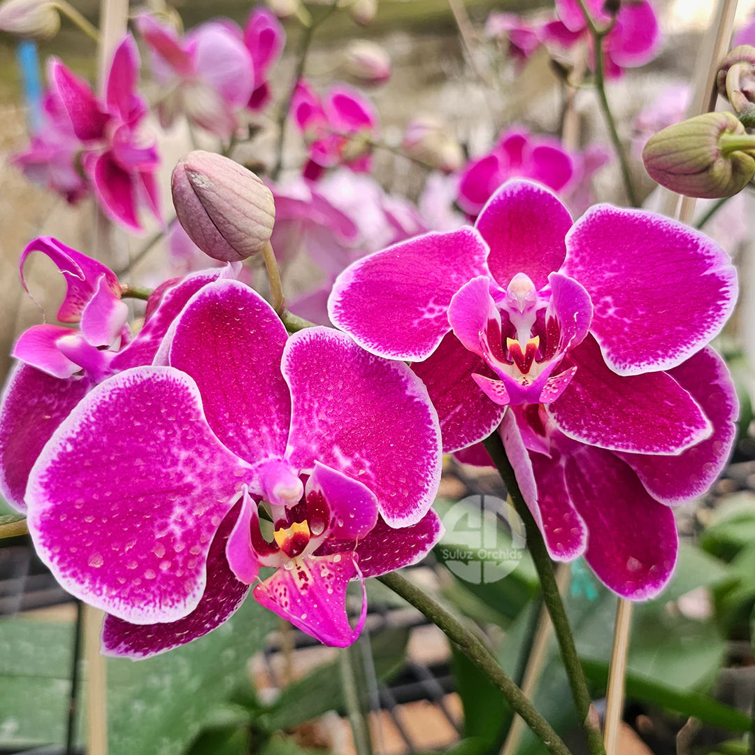 Violet Phalaenopsis Orchid Flower seeds for Planting - Garden Favorite, Heirloom & GMO Free Seeds for Home Garden