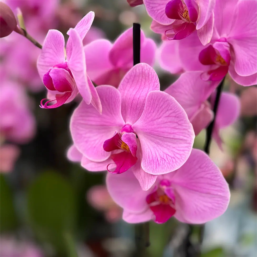 Phalaenopsis Orchid Flower seeds for Planting - Premium Quality, Heirloom & GMO Free Seeds for Home Garden
Sale seeds for home garden