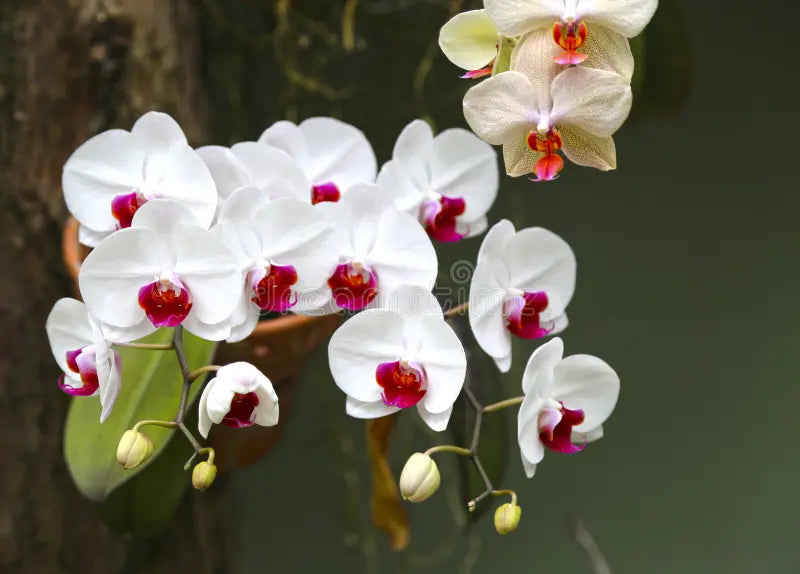 White Butterfly Orchid Flower seeds for Planting - Long Bloom Season, Heirloom & GMO Free Seeds for Home Garden