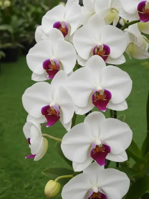 Multi-Colored Butterfly Orchid Flower seeds blooming in flower beds, containers, borders, and pollinator-friendly gardens