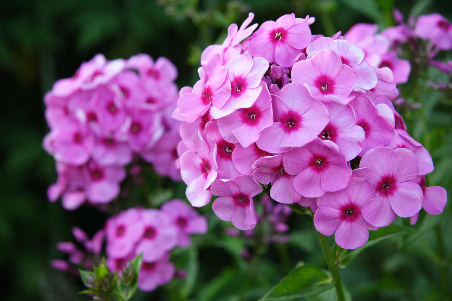 Light Pink Perennial Flower Seeds for Planting Vibrant Colors Heirloom & GMO Free Seeds for Home Garden
Sale