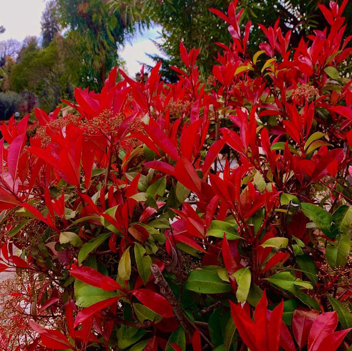 Red Photinia Flower seeds for Planting - Bright Blooms, Heirloom & GMO Free Seeds for Home Garden
Sale seeds for planting in home garden