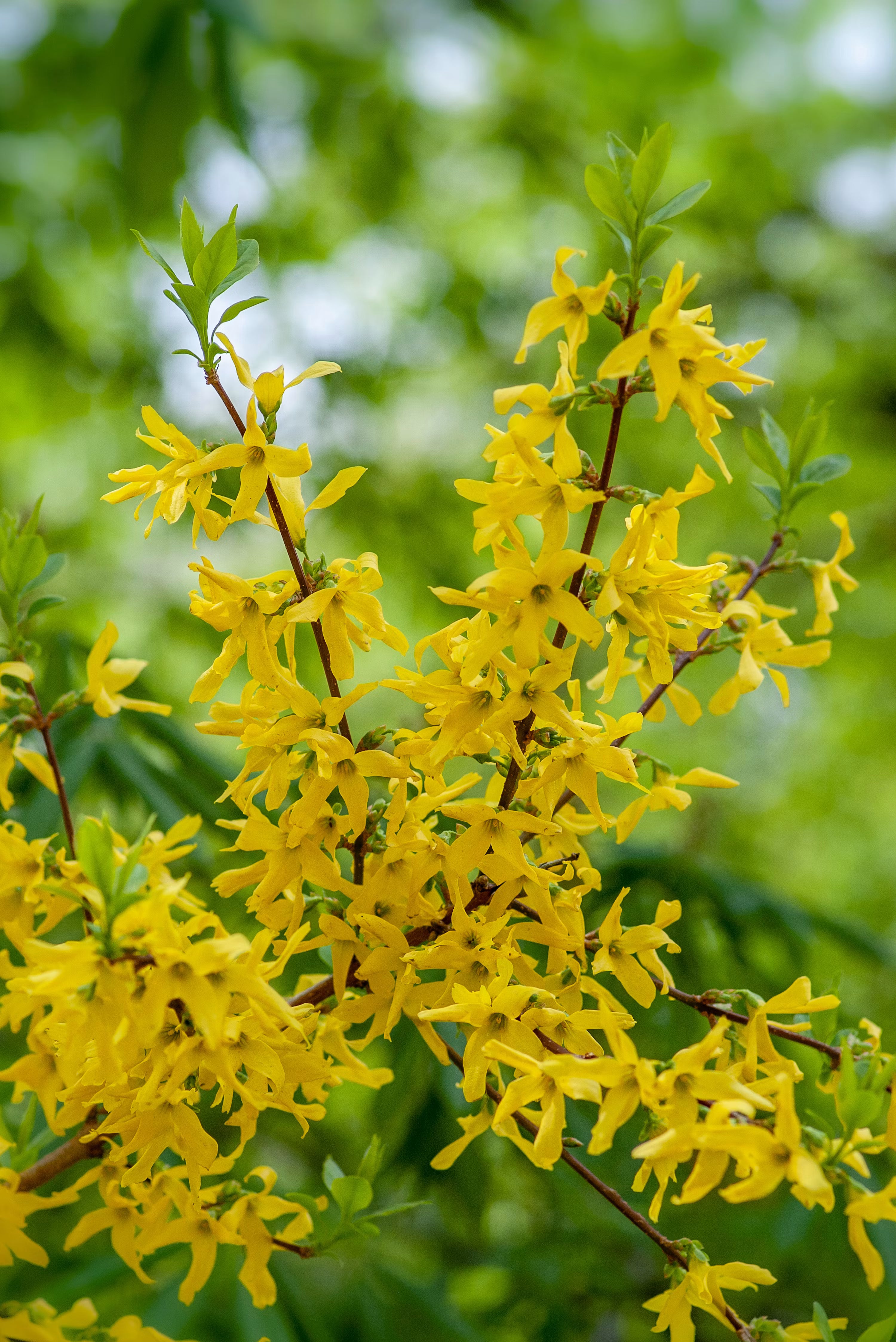Yellow Forsythia Flower Seeds Planting Guide