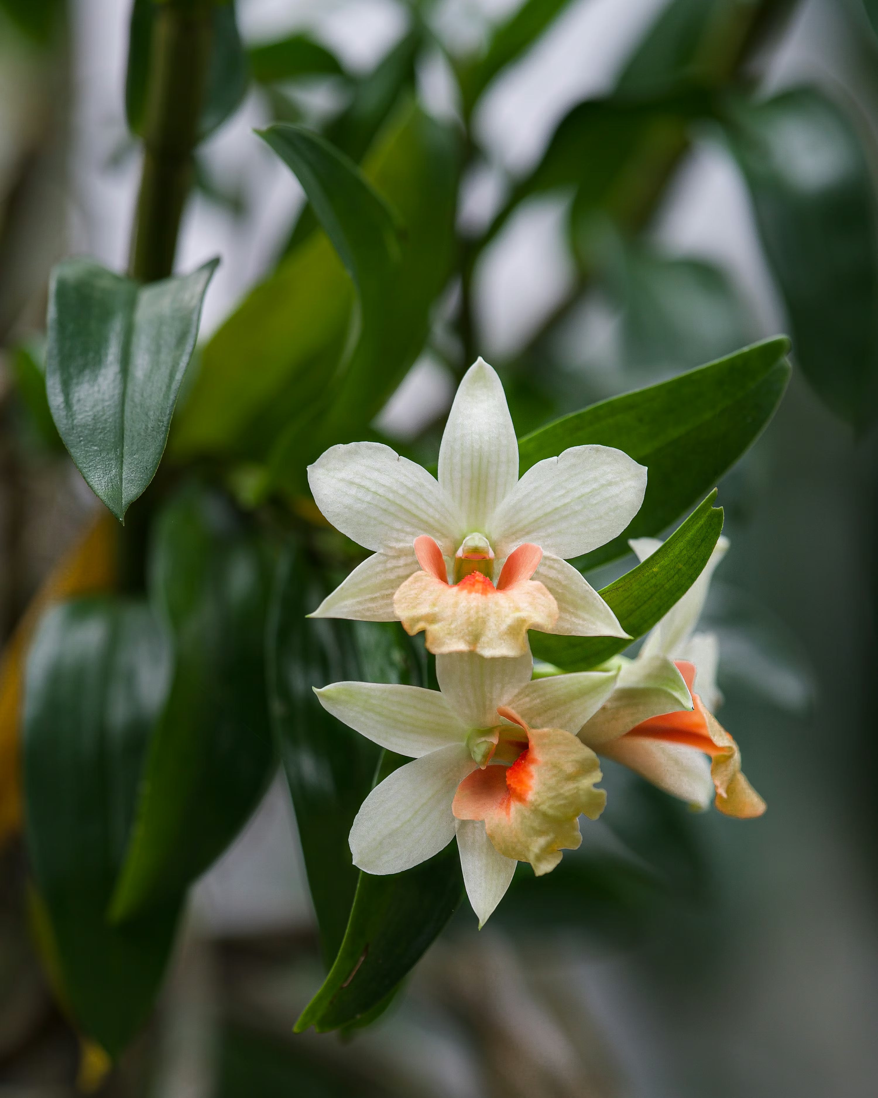 White Orange Orchid Flower seeds for Planting - Cut Flower Favorite, Heirloom & GMO Free0 Seeds for Home Garden