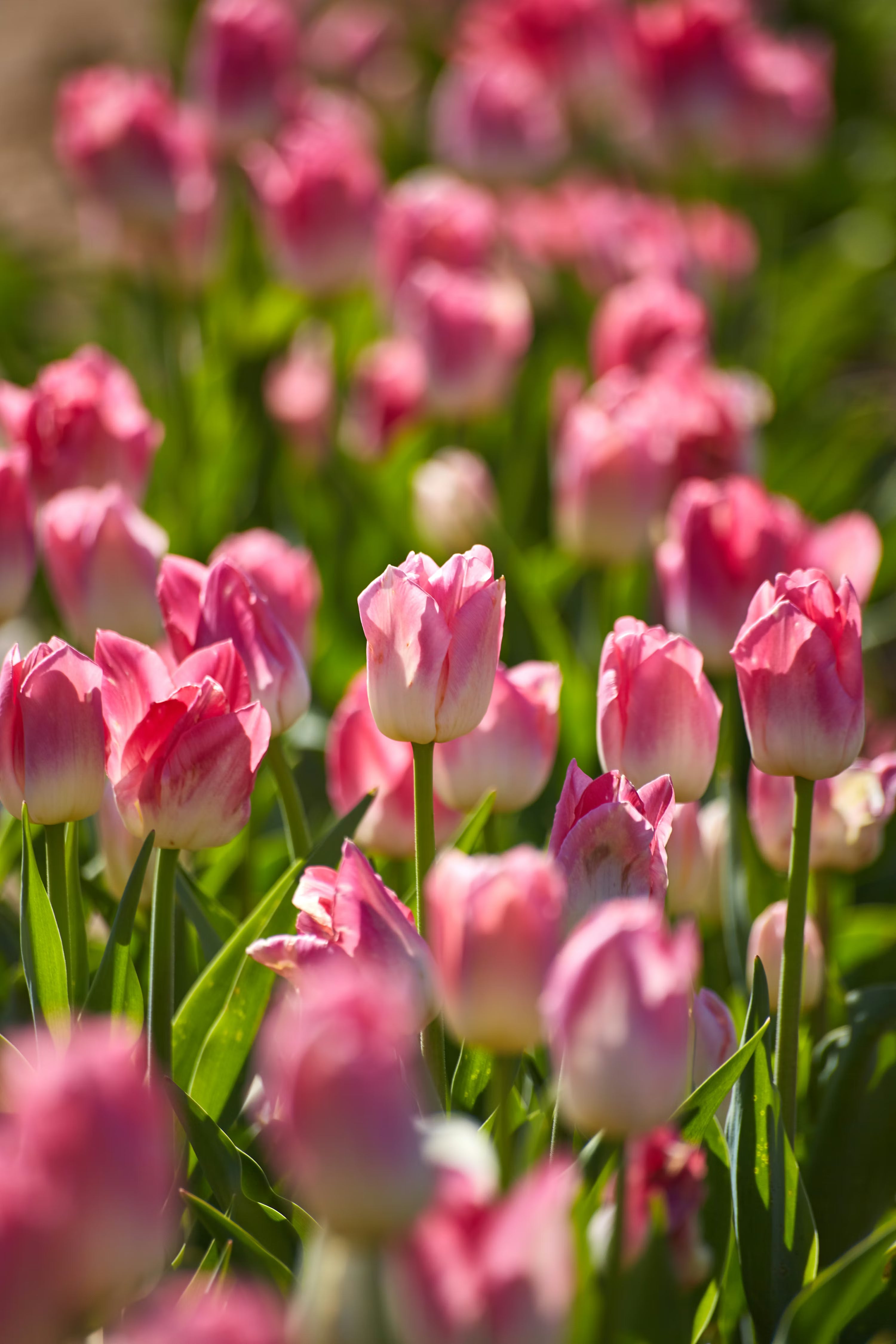 Pink White Tulip Flower seeds for Planting - Fragrant Blossoms, Heirloom & GMO Free Seeds for Home Garden
