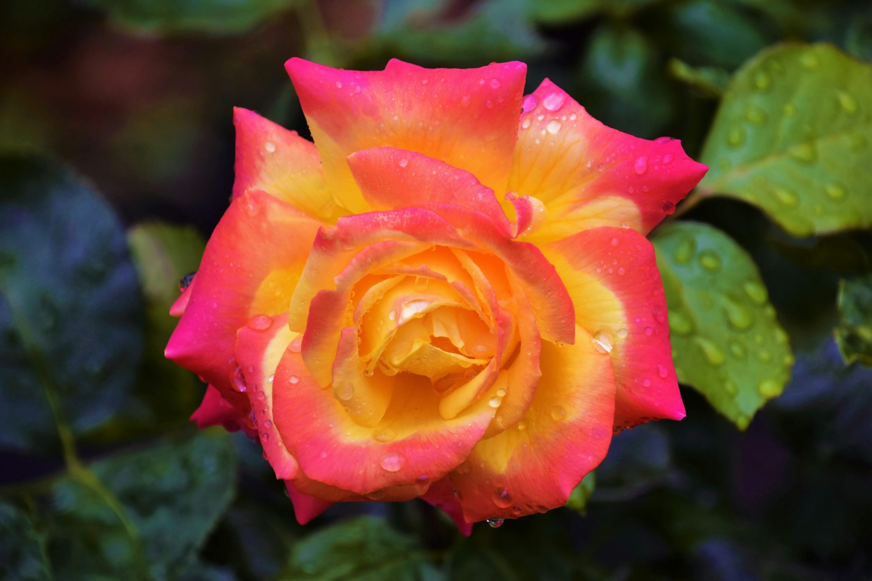 Pink and Yellow Rose Non-GMO Heirloom Garden Seeds Flower seeds for Planting - Pollinator Friendly, Heirloom & GMO Free